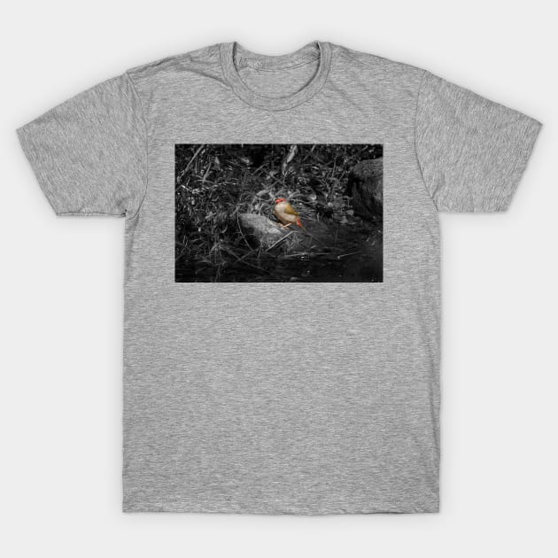 Red-browned Finch_10499A T-Shirt by seadogprints